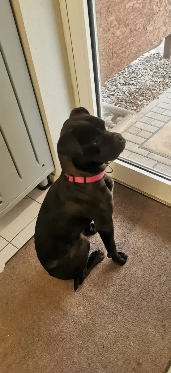 Bonnie - Cane Corso Italiano - Bild 8