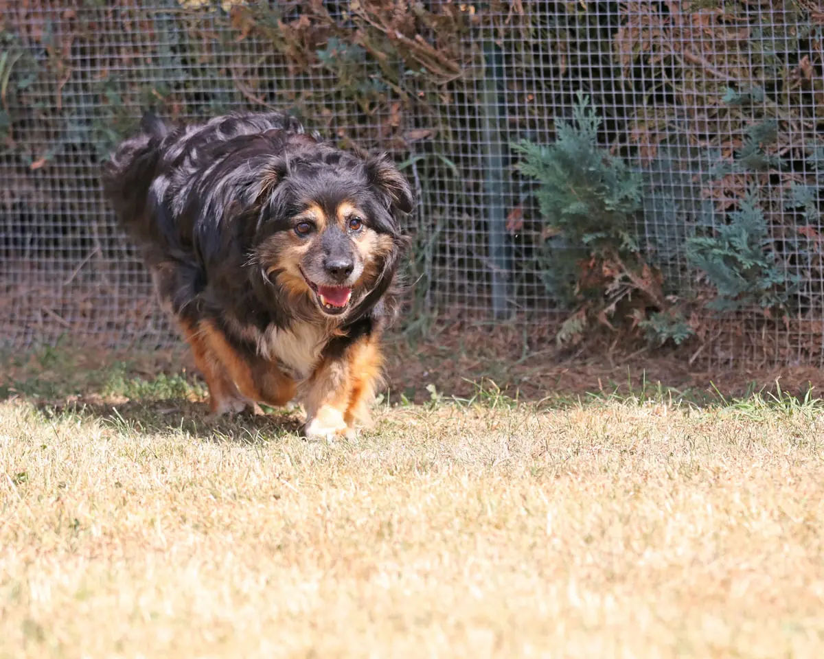 Buddy -  - Bild 12