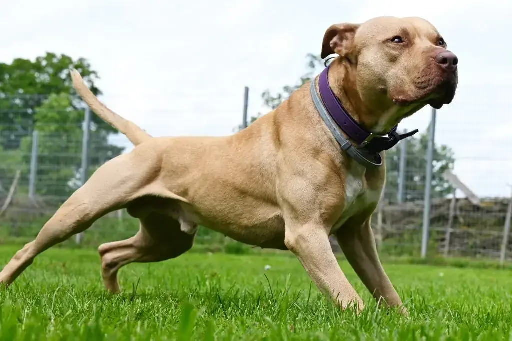 Ace - American Staffordshire Terrier - Bild 11
