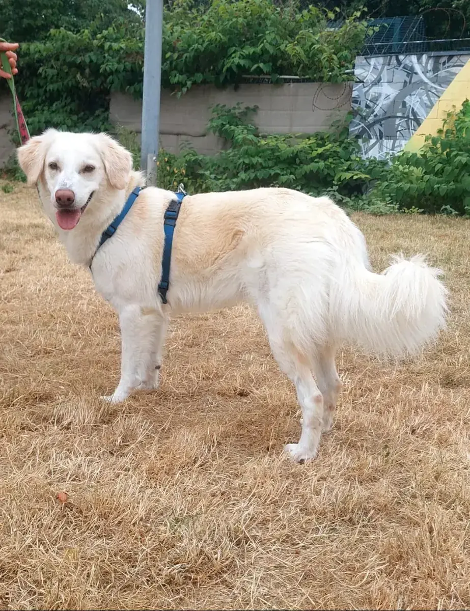 Baby - Golden Retriever - Bild 2