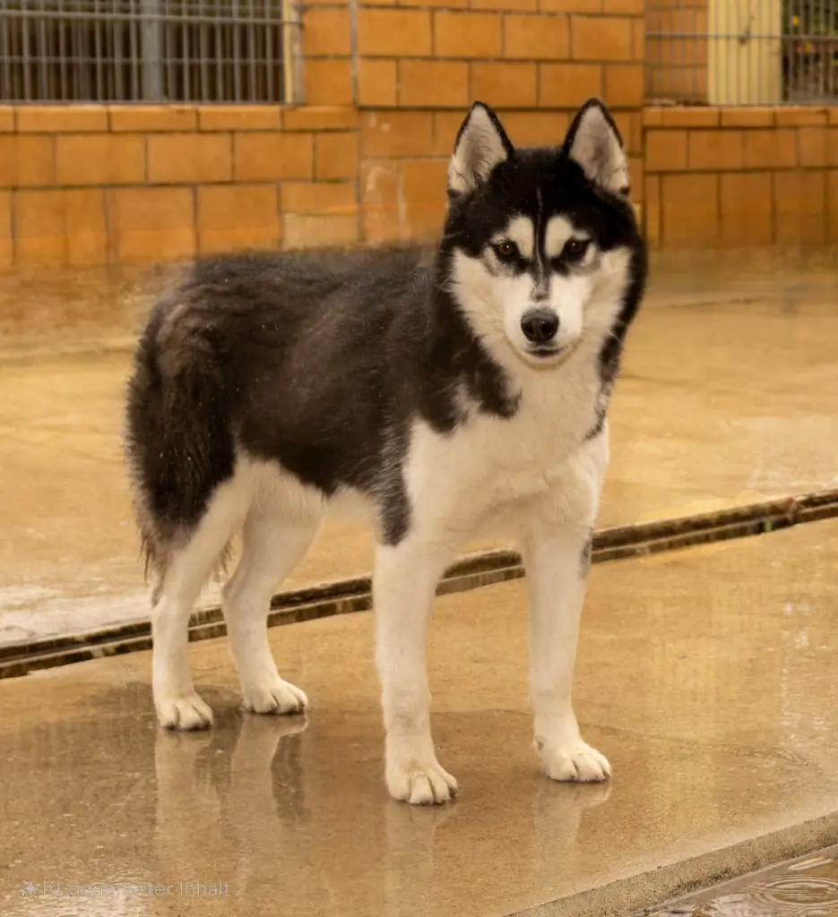 Tanuki - Siberian Husky - Bild 2
