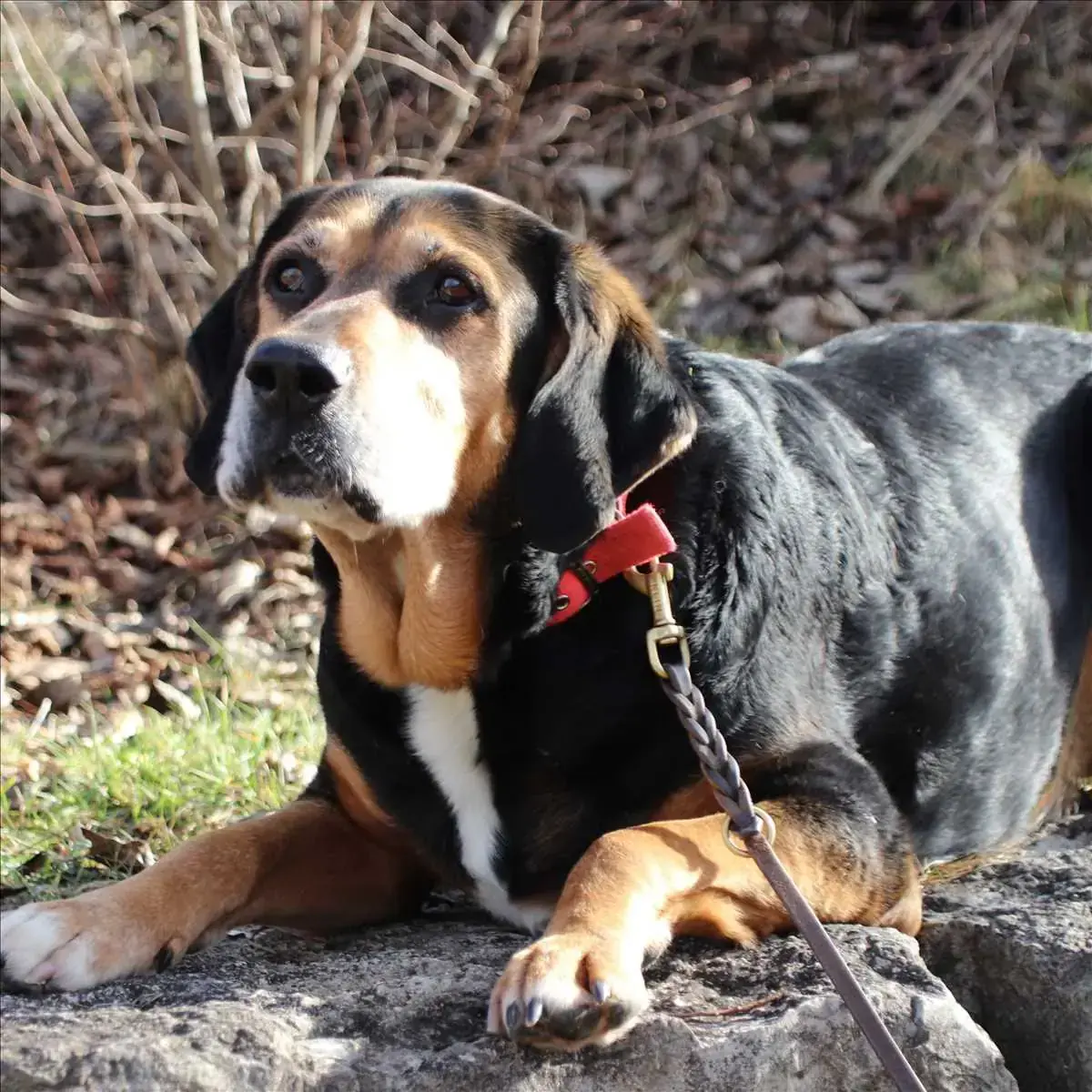 CHARLY -  - Bild 1