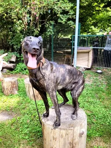 Freya - Hollandse Herdershond - Bild 1