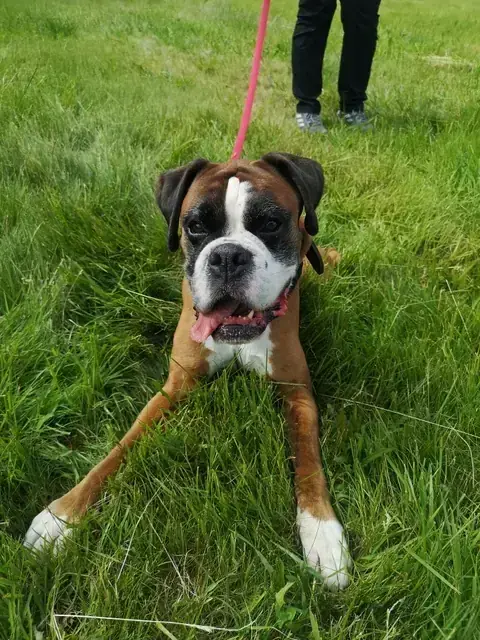 Deutscher Boxer Caruso