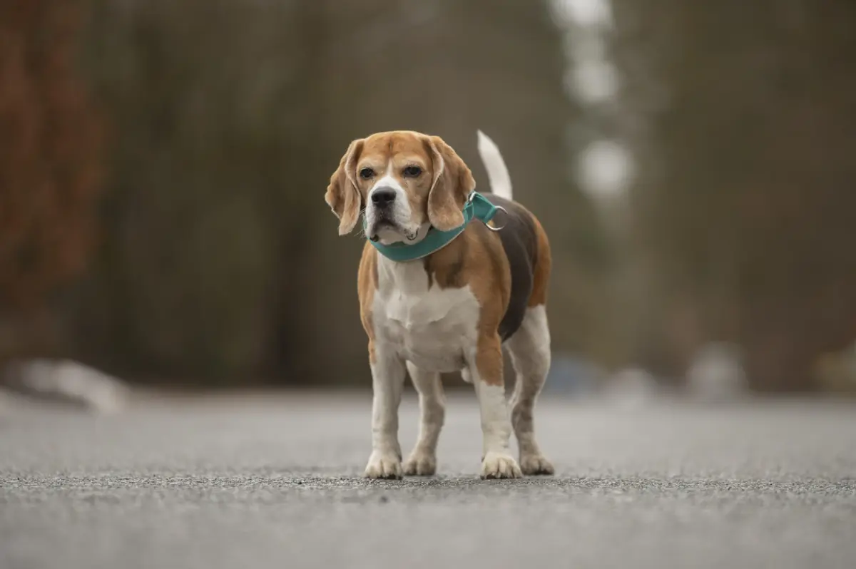 Taco - Beagle - Bild 2