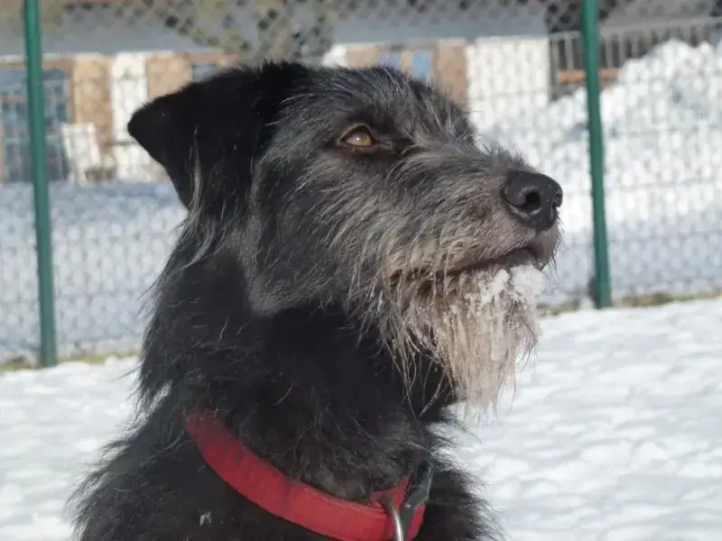 Tinka -  - Bild 4