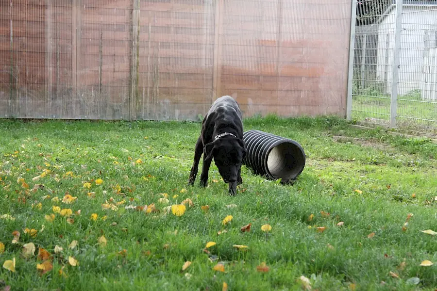 Spike - Labrador Retriever - Bild 8