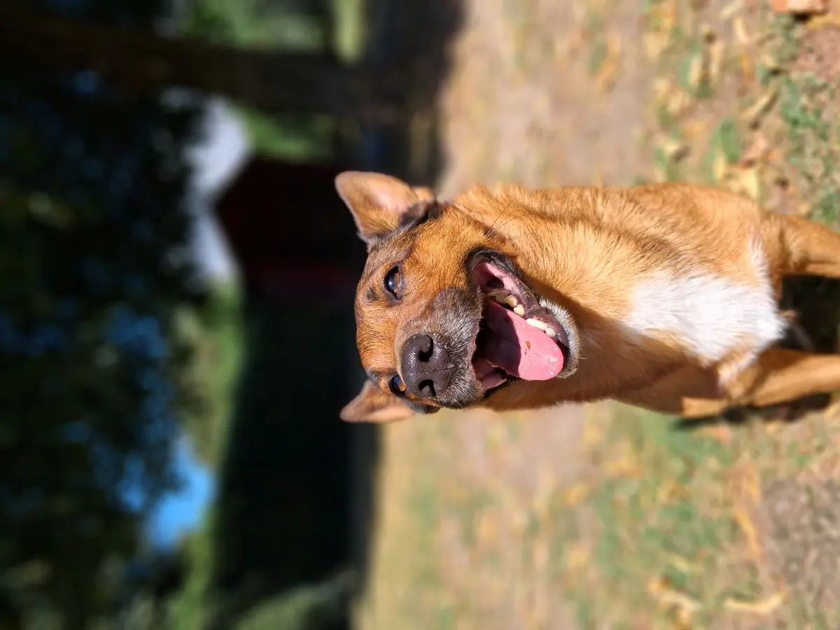 Felix -  - Bild 2