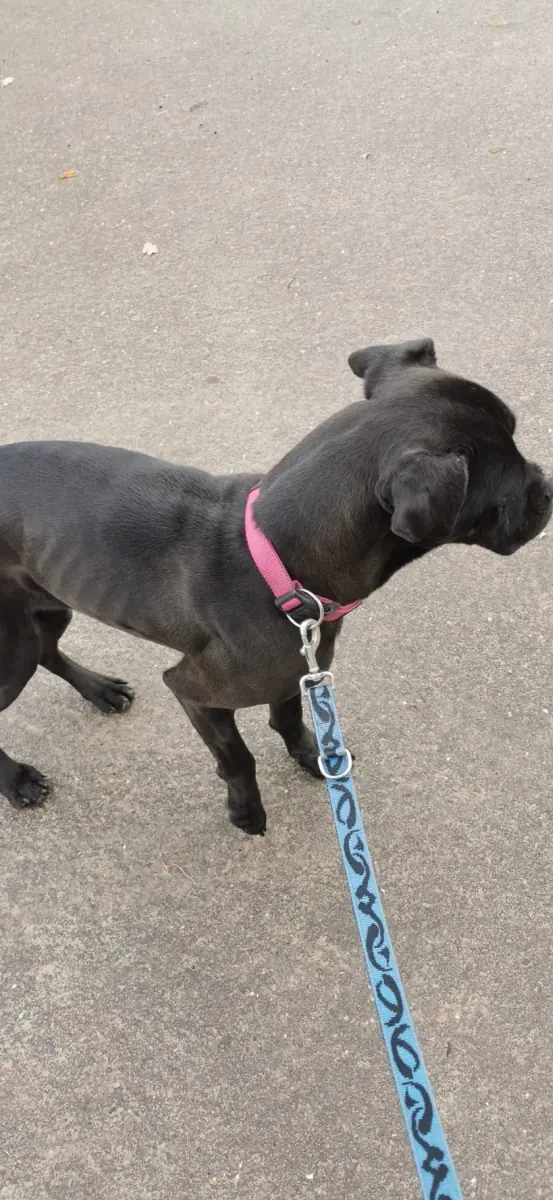 Bonnie - Cane Corso Italiano - Bild 4