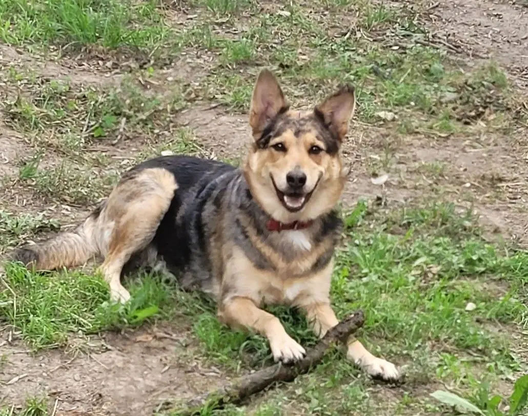 Bella - Deutscher Schäferhund - Bild 1