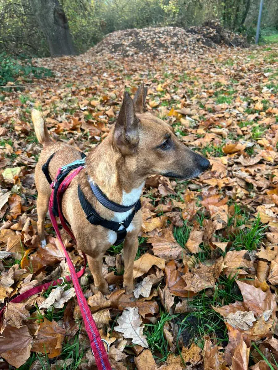 Layla -  - Bild 3