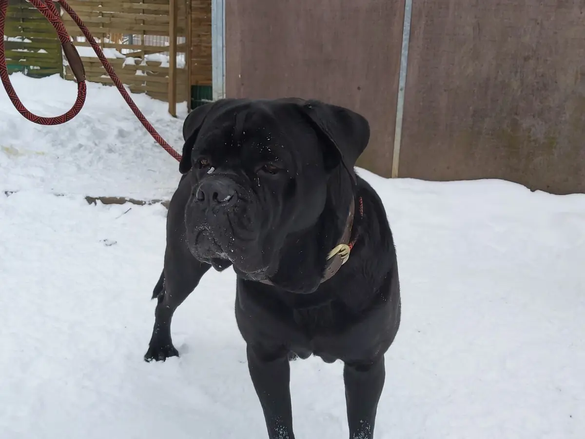 Klausi - Cane Corso Italiano - Bild 2