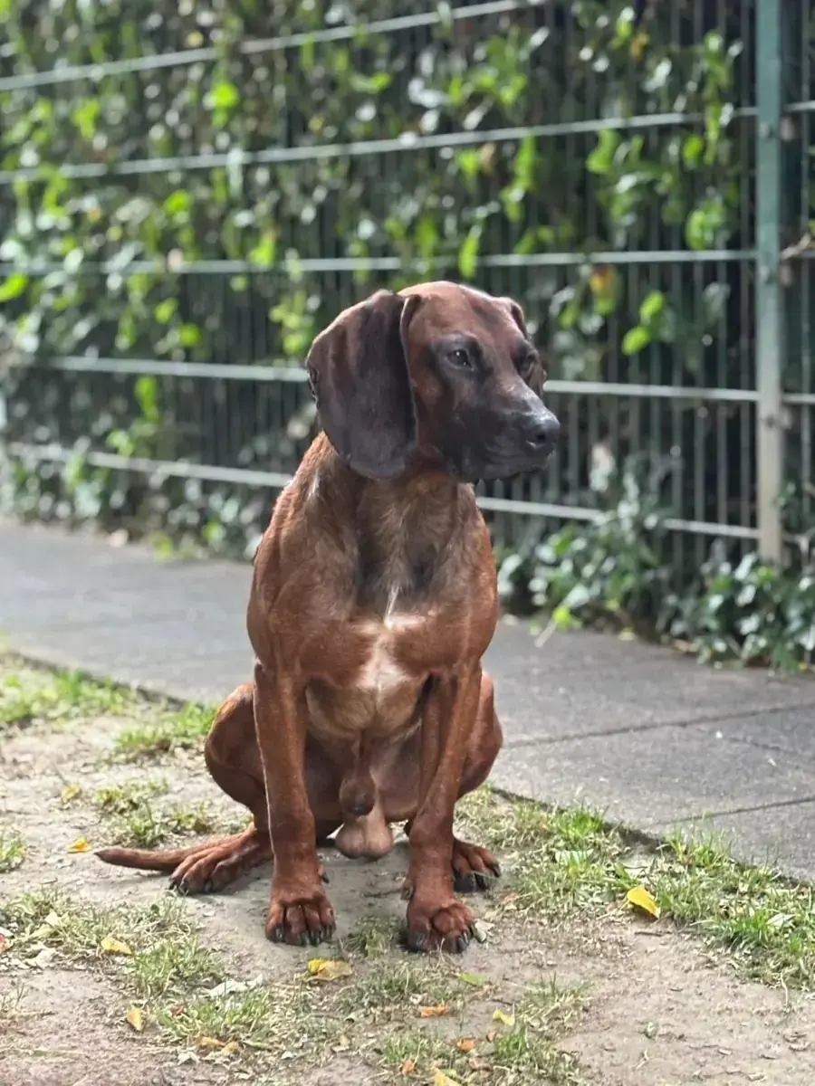 Beli - Bayerischer Gebirgsschweißhund - Bild 1