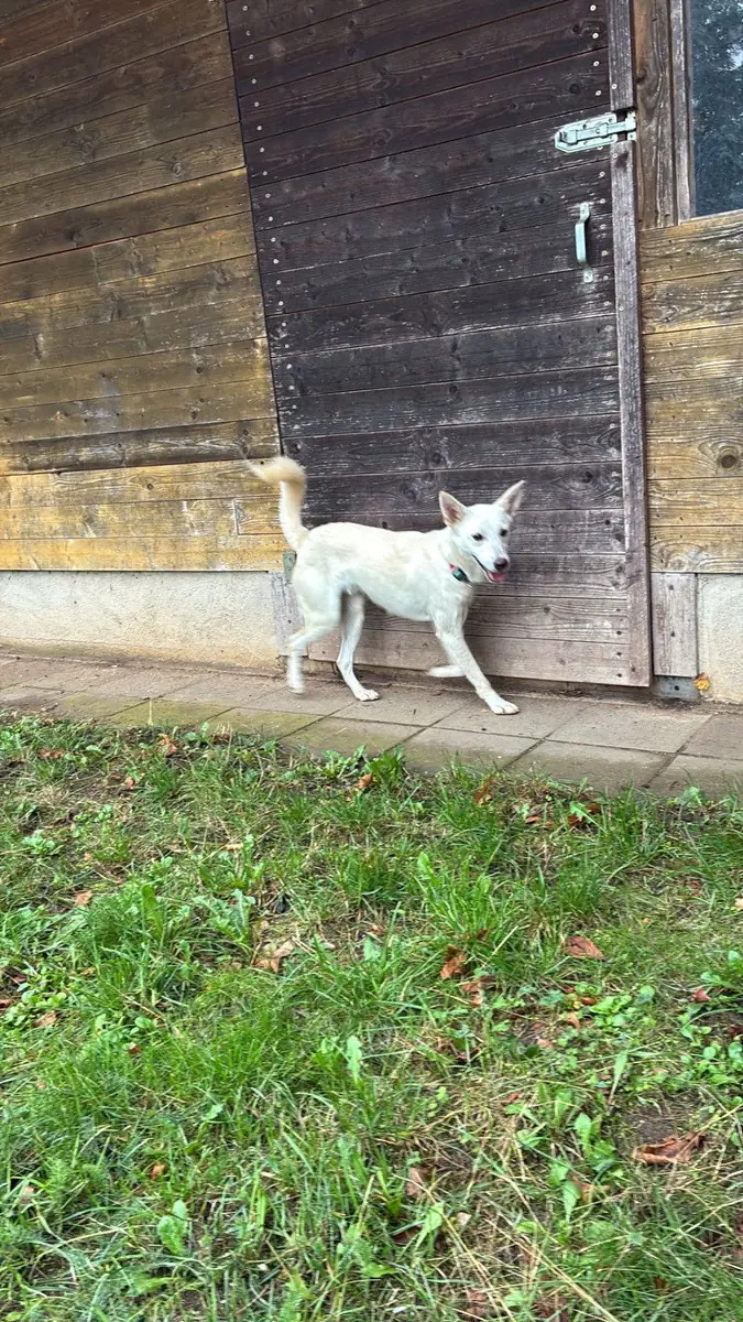 Albus -  - Bild 7