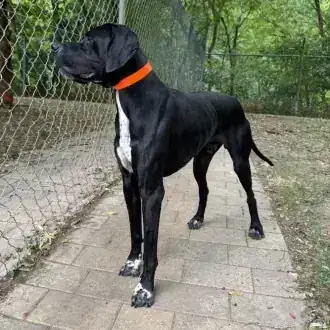 Simba – English Pointer – Bild 2