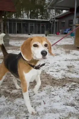 Mia – Beagle – Bild 3