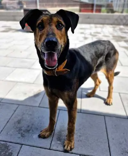 Lilly -  - Bild 19