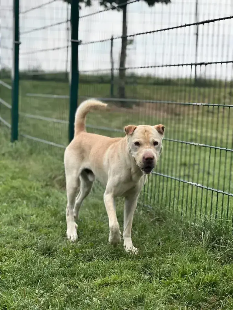 Shar-Pei-Mix Chicco