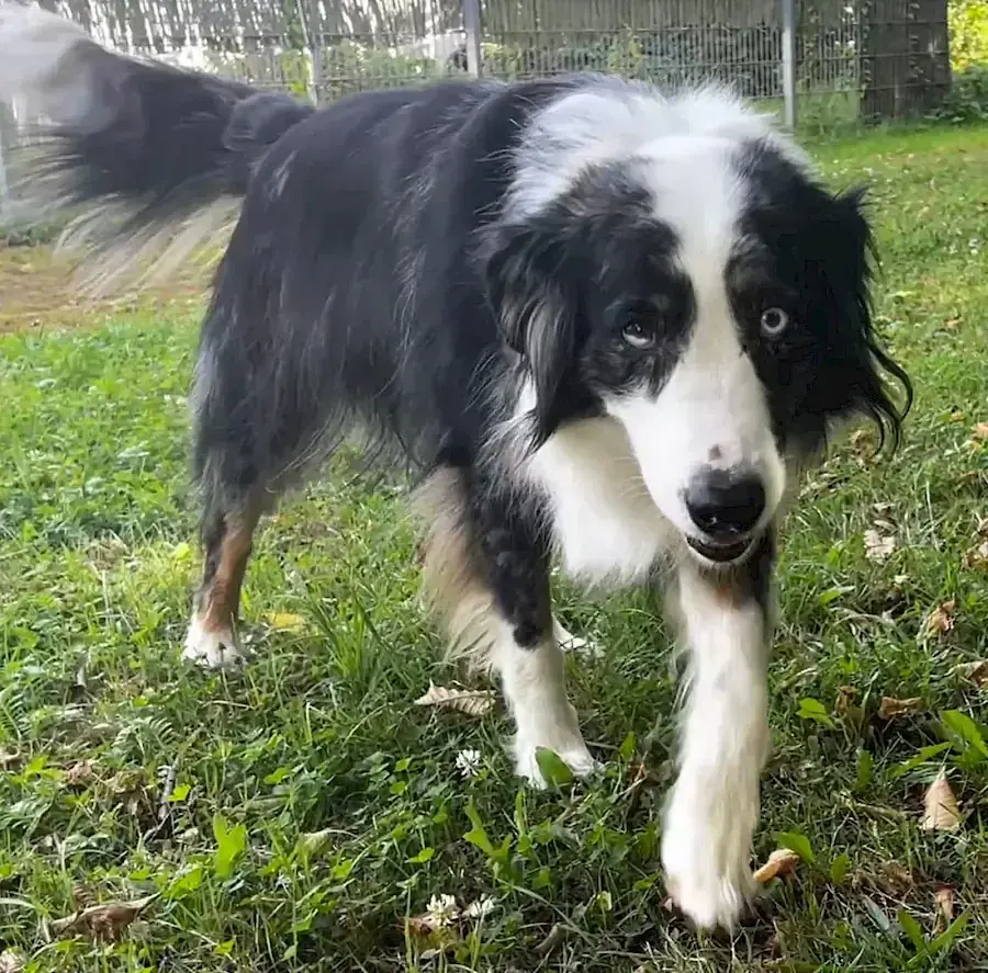 Australian Shepherd Mogli
