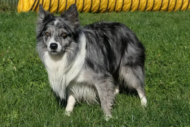 Moritz - Border Collie - Bild 2