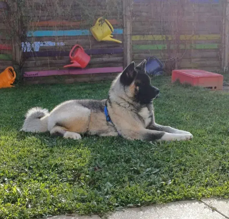Kaya – American Akita – Bild 3