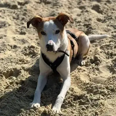 Shaggy – Hund – Bild 4