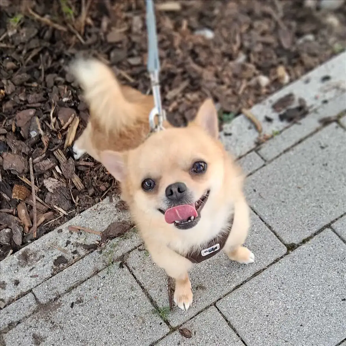 Gollum - Chihuahua - Bild 2