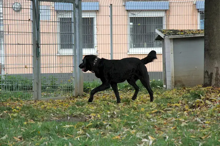 Spike - Labrador Retriever - Bild 10