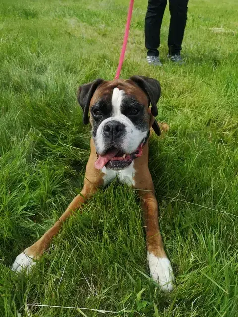 Caruso - Deutscher Boxer - Bild 1