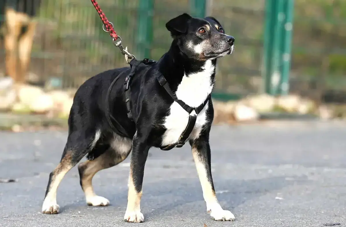 Frieda -  - Bild 3