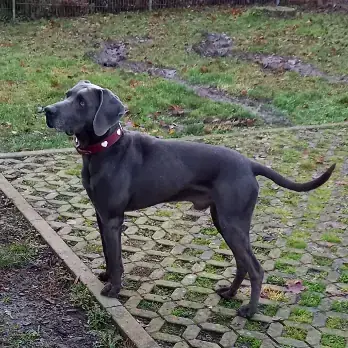 Weimaraner Doony