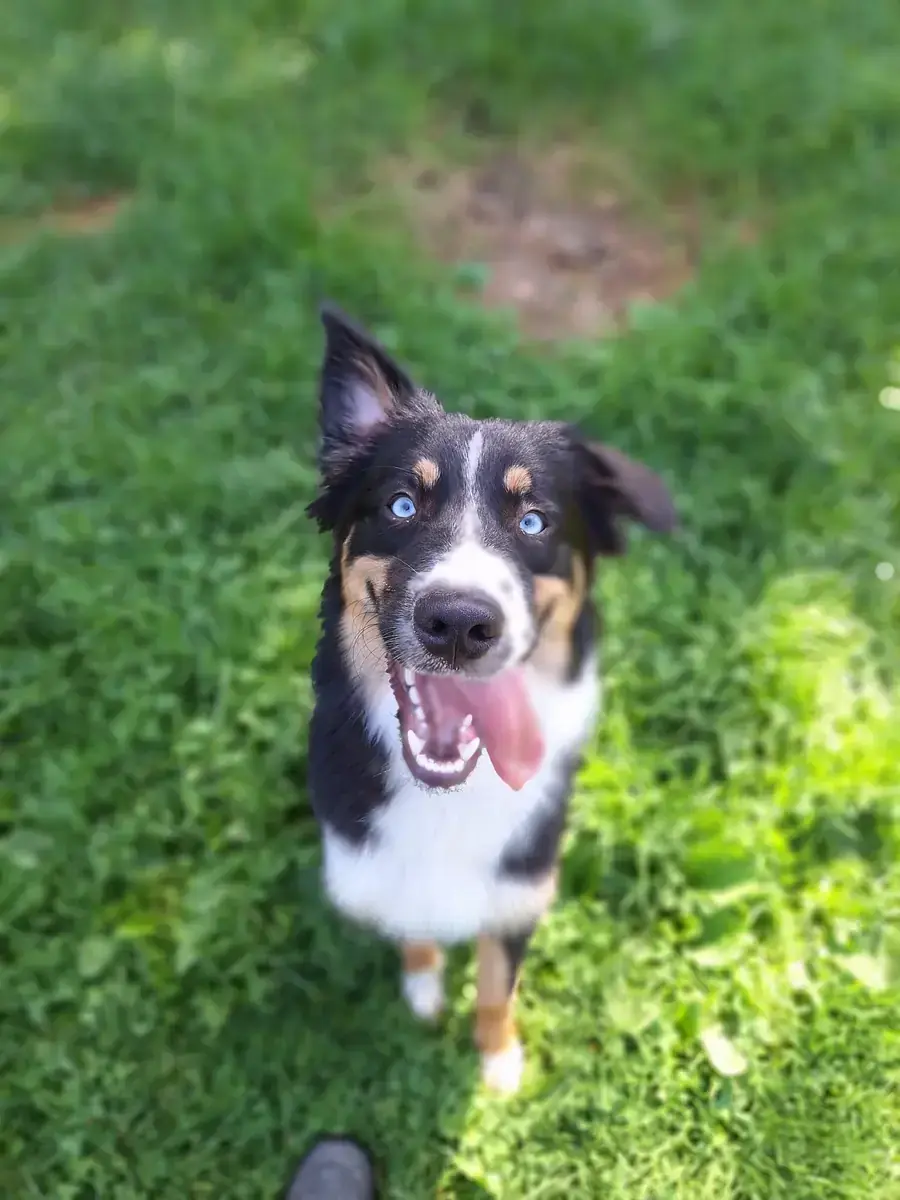 Aika - Australian Shepherd - Bild 1
