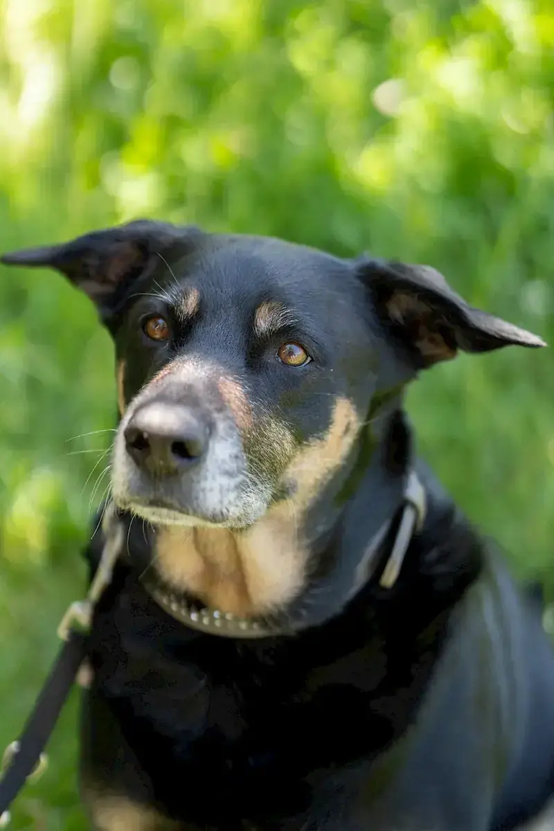 Shila -  - Bild 1