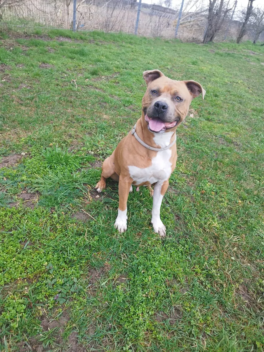 Hector -  - Bild 4