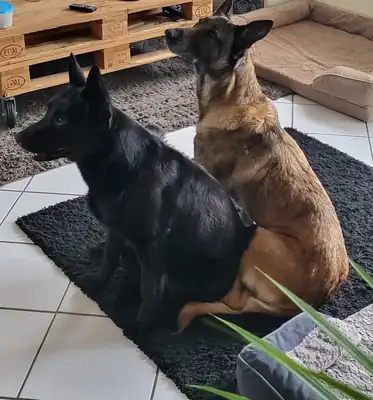 Kuroo – Belgischer Schäferhund, Deutscher Schäferhund – Bild 2