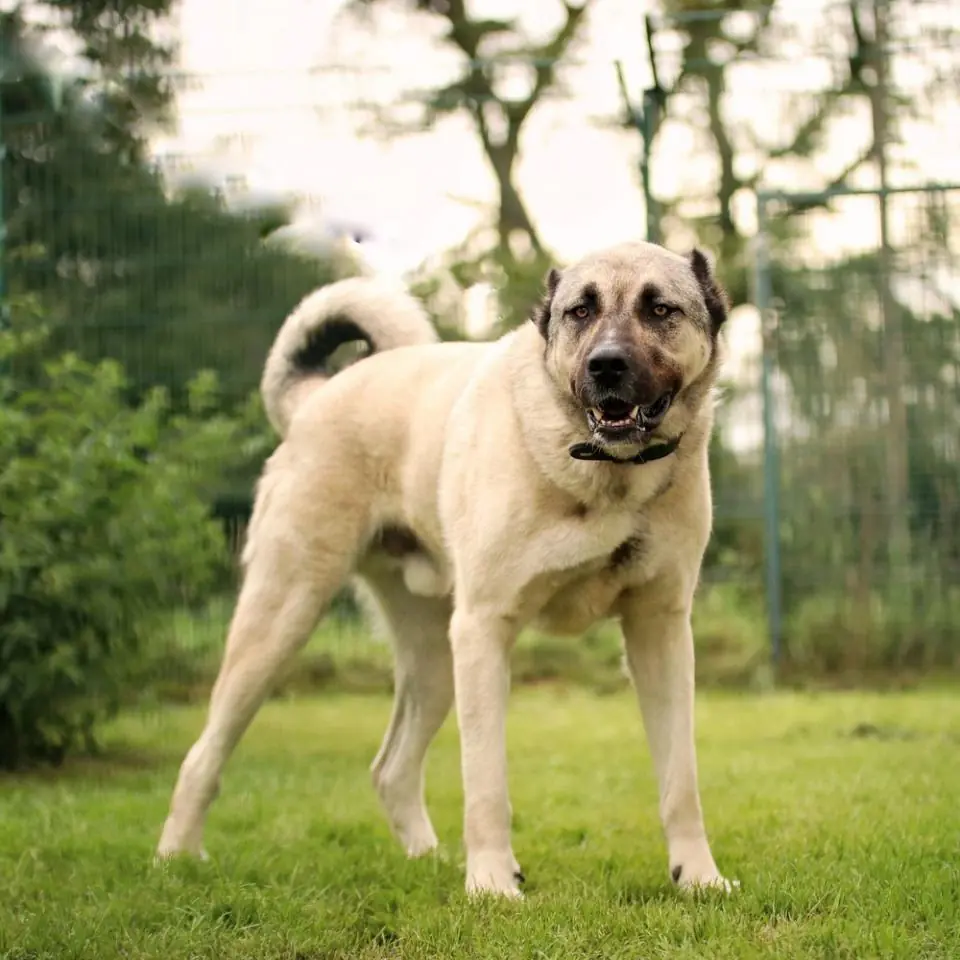 Mister T - Kangal-Hirtenhund - Bild 1