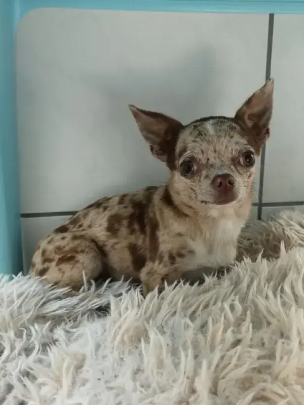 Hugo - Chihuahua - Bild 4