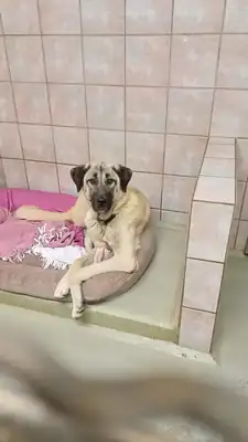 Matilda – Kangal-Hirtenhund – Bild 7