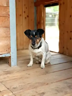 Max – Hund – Bild 5