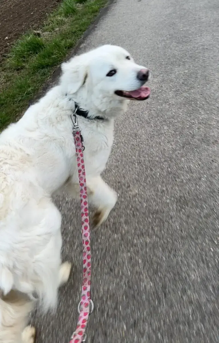Betty - Deutscher Schäferhund - Bild 1
