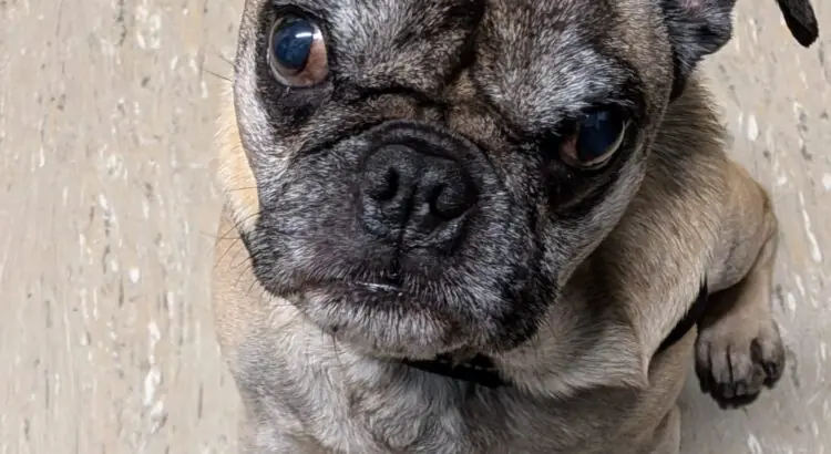 Mops-Mix Karlchen