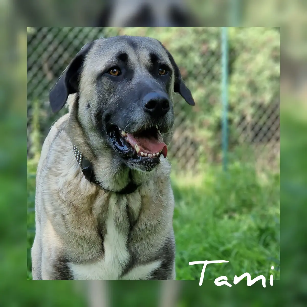 Tami -  - Bild 3