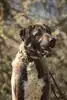 Ates – Kangal-Hirtenhund – Bild 3