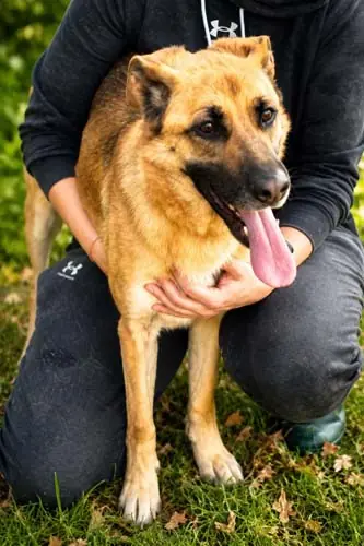 Luna - Deutscher Schäferhund - Bild 6