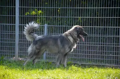 Rocky – Šarplaninac – Bild 31