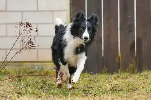 Batzi - Border Collie - Bild 2
