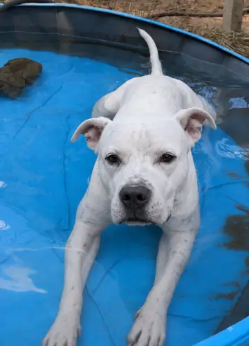 Bambam -  - Bild 1