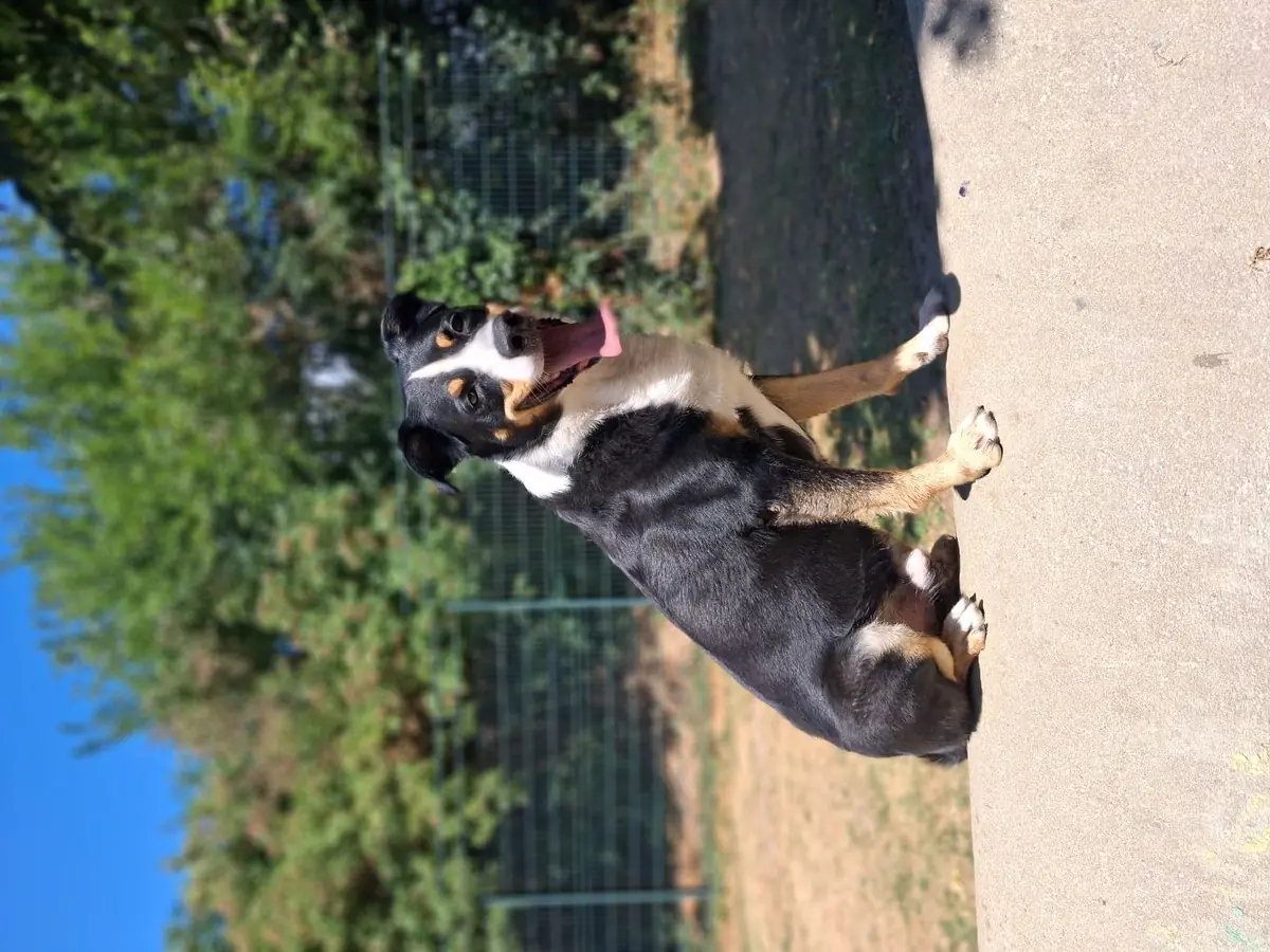 Balu -  - Bild 4