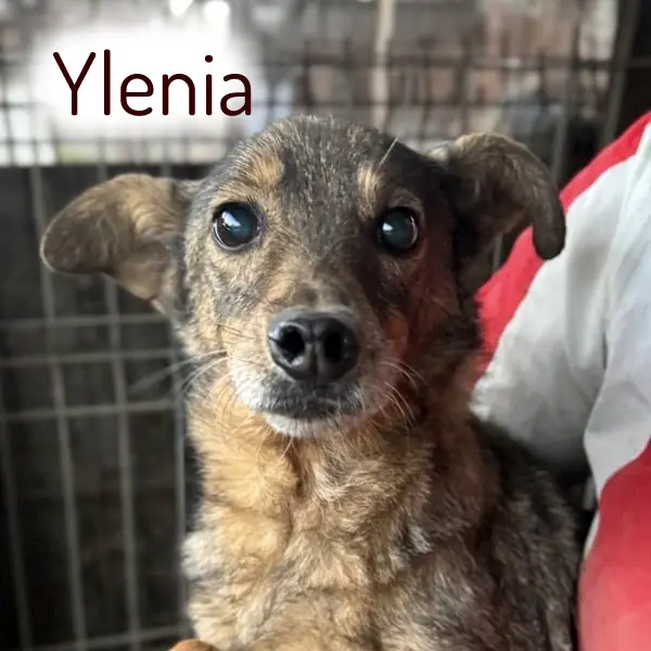 Ylenia -  - Bild 17
