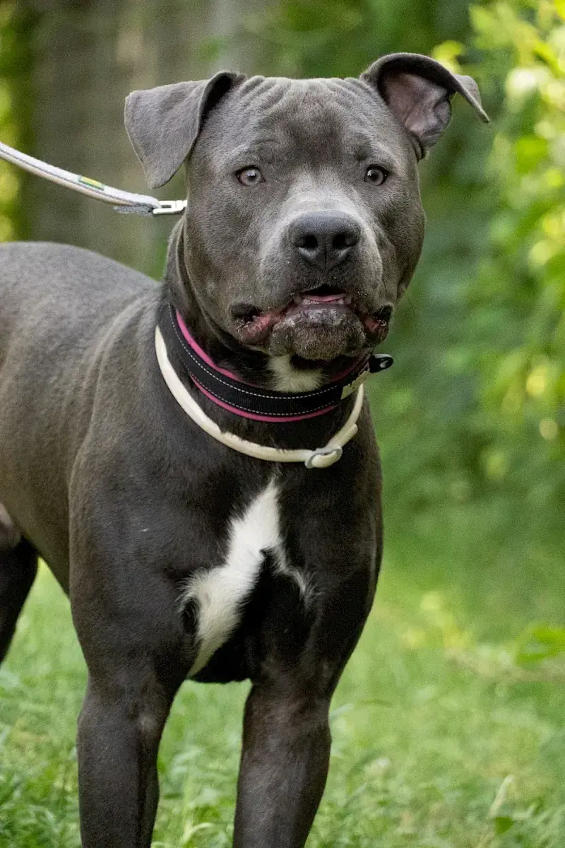 Staffordshire Bullterrier-Mix Loui